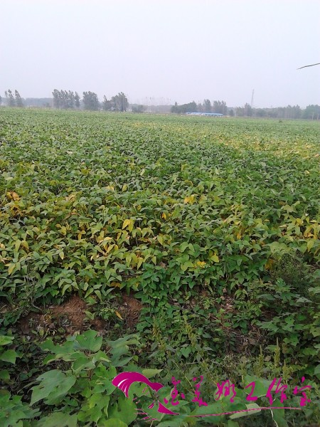 IMG_20120925_144321.jpg