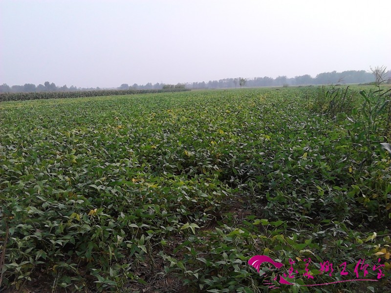 IMG_20120925_144825.jpg